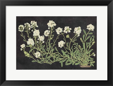 Framed Vintage Flowers on Black Print