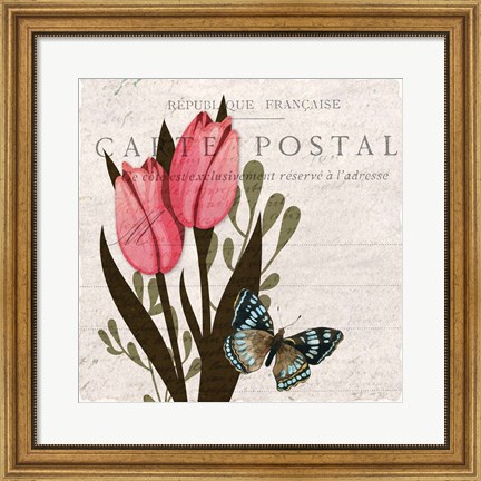 Framed Tulip Postcard 1 Print