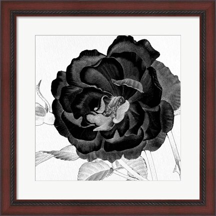 Framed Black and White Bloom 3 Print