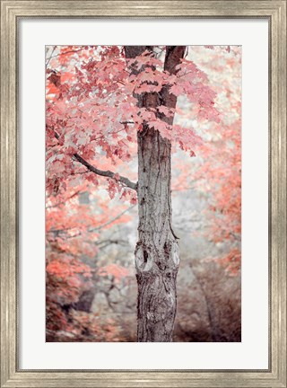Framed Pink and Coral Maple Tree Print