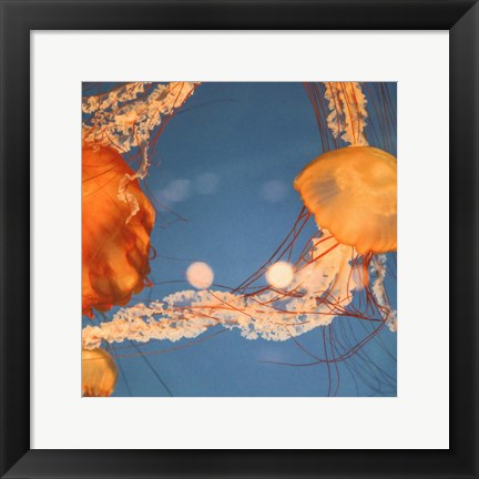 Framed Jelly Fish 1 Print
