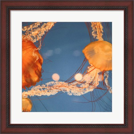 Framed Jelly Fish 1 Print