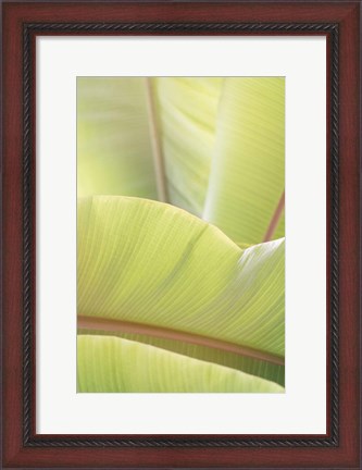 Framed Palm Leaves No. 1 Print