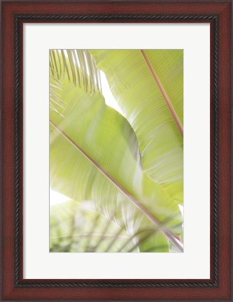 Framed Palm Leaves No. 2 Print