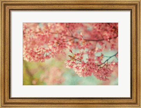 Framed Cheery Cherry Blossoms Print