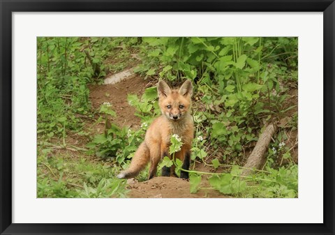 Framed Fox and Flower Print