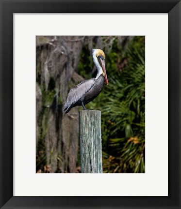 Framed Pelican on Point Print