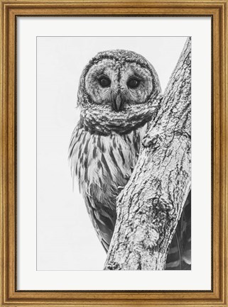 Framed Barred Owl in Contrast Print