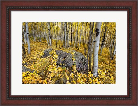 Framed Aspen Carpet Print