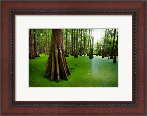 Framed Cypresses on Chicot Lake Print