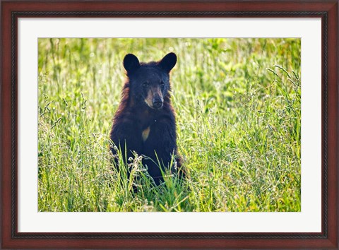 Framed Black Bear Cub In the Sun Print