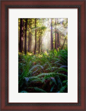 Framed Oregon Redwoods Print