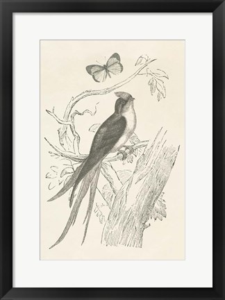 Framed French Bird Etching Print