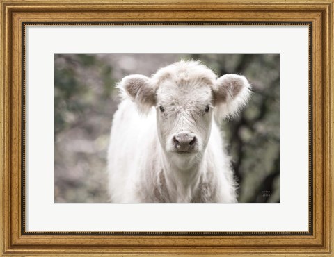 Framed White Calf Print