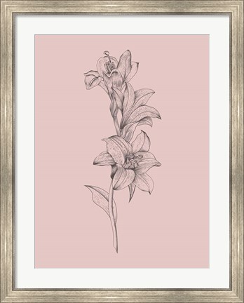 Framed Lily Blush Pink  Flower Print