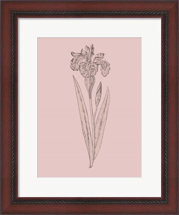 Framed Iris Blush Pink Flower Print