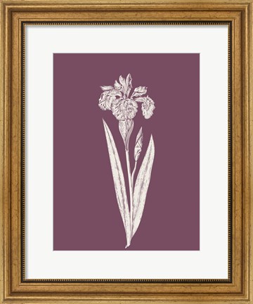 Framed Iris Purple Flower Print