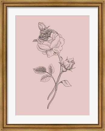 Framed Rose Blush Pink Flower Print