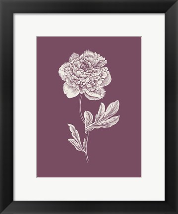 Framed Peony Purple Flower Print