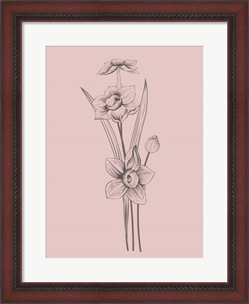 Framed Narcissus Blush Pink Flower Print