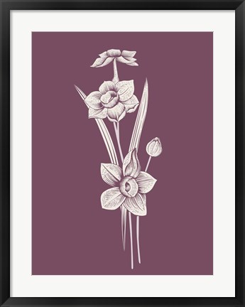 Framed Narcissus Purple Flower Print