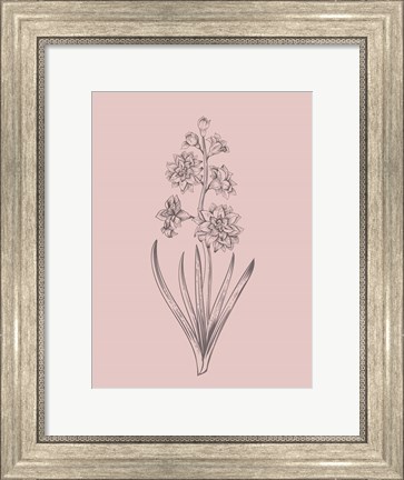 Framed Hyacinth Blush Pink Flower Print