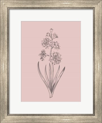 Framed Hyacinth Blush Pink Flower Print