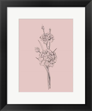 Framed Carnation Blush Pink Flower Print