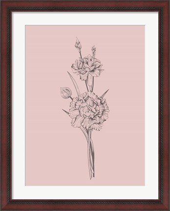Framed Carnation Blush Pink Flower Print