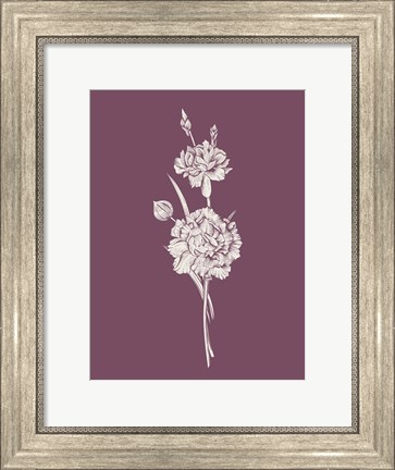 Framed Carnation Purple Flower Print