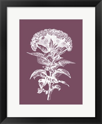 Framed Celosia Purple Flower Print