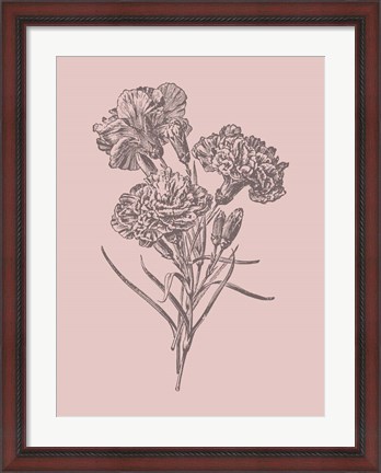 Framed Carnations Bush Pink Flower Print