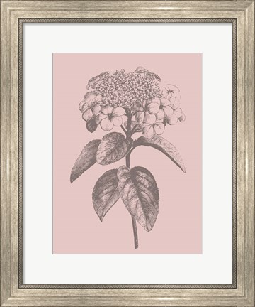 Framed Viburnum Blush Pink Flower Print