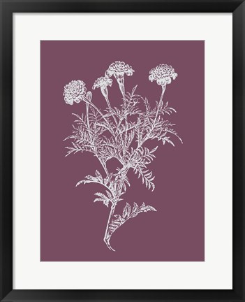Framed Tagetes Patula Purple Flower Print