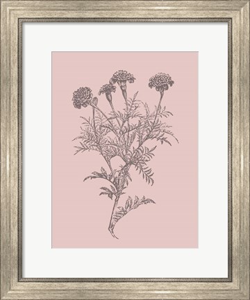 Framed Tagetes Patula Blush Pink Flower Print