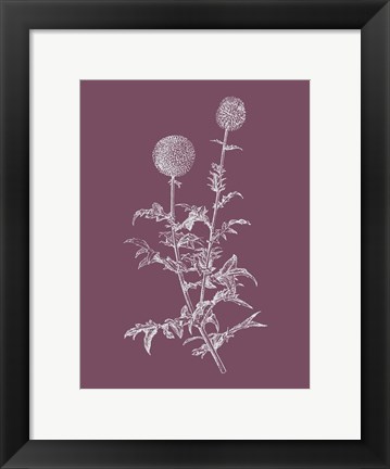 Framed Echinopos Purple Flower Print