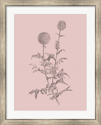 Framed Echinopos Blush Pink Flower Print