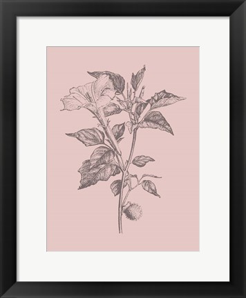 Framed Datura Blush Pink Flower Print