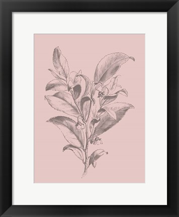Framed Visnea Blush Pink Flower Print