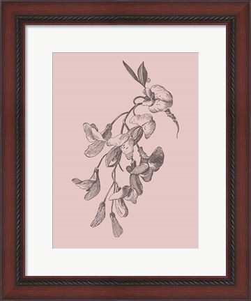 Framed Inflorescence Blush Pink Flower Print
