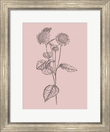 Framed Helianthus Blush Pink Flower Print