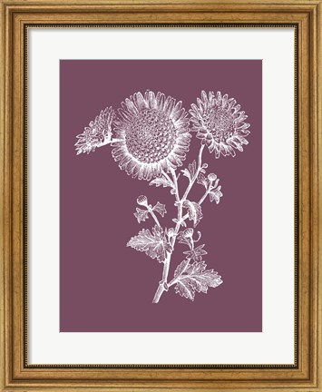 Framed Small Anemone Purple Flower Print