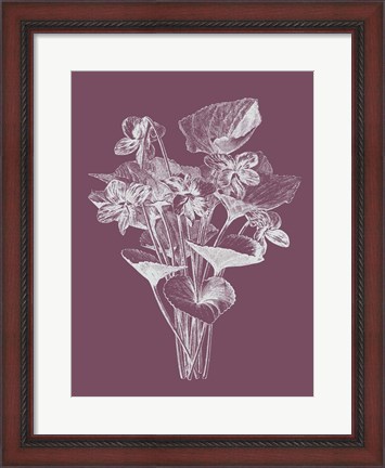 Framed Viola Cucullate Purple Flower Print