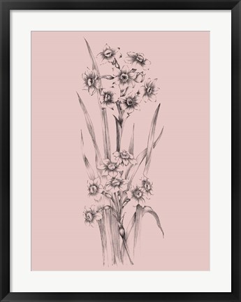 Framed Blush Pink Flower Sketch I Print