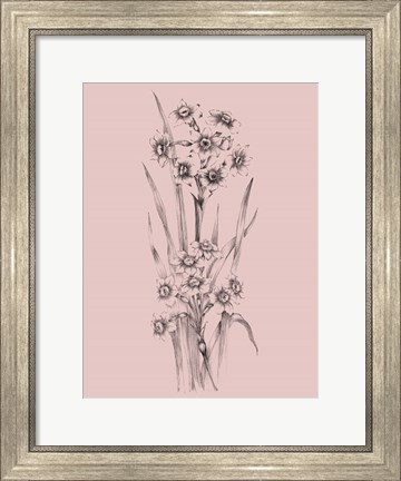 Framed Blush Pink Flower Sketch I Print