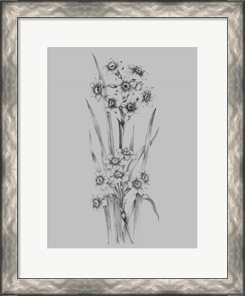Framed Flower Sketch I Print