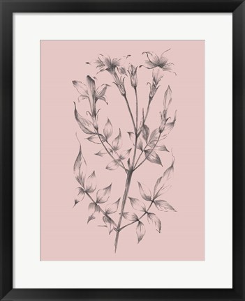 Framed Blush Pink Flower Sketch II Print