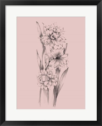Framed Blush Pink Flower Sketch III Print