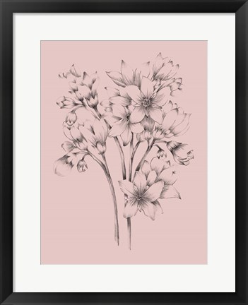 Framed Blush Pink Flower Drawing Print