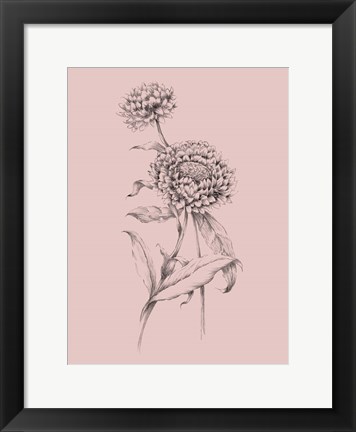 Framed Blush Pink Flower Drawing III Print